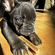 Alya a rejoint le concours — aidez-le/la à gagner de superbes lots ! puppy, dog, close_up, floor, tile, sunlight, chew_stick, paws, fur, pet, indoor, cute, animal, young_dog, snack, curious, ears, whiskers, claws, shadow