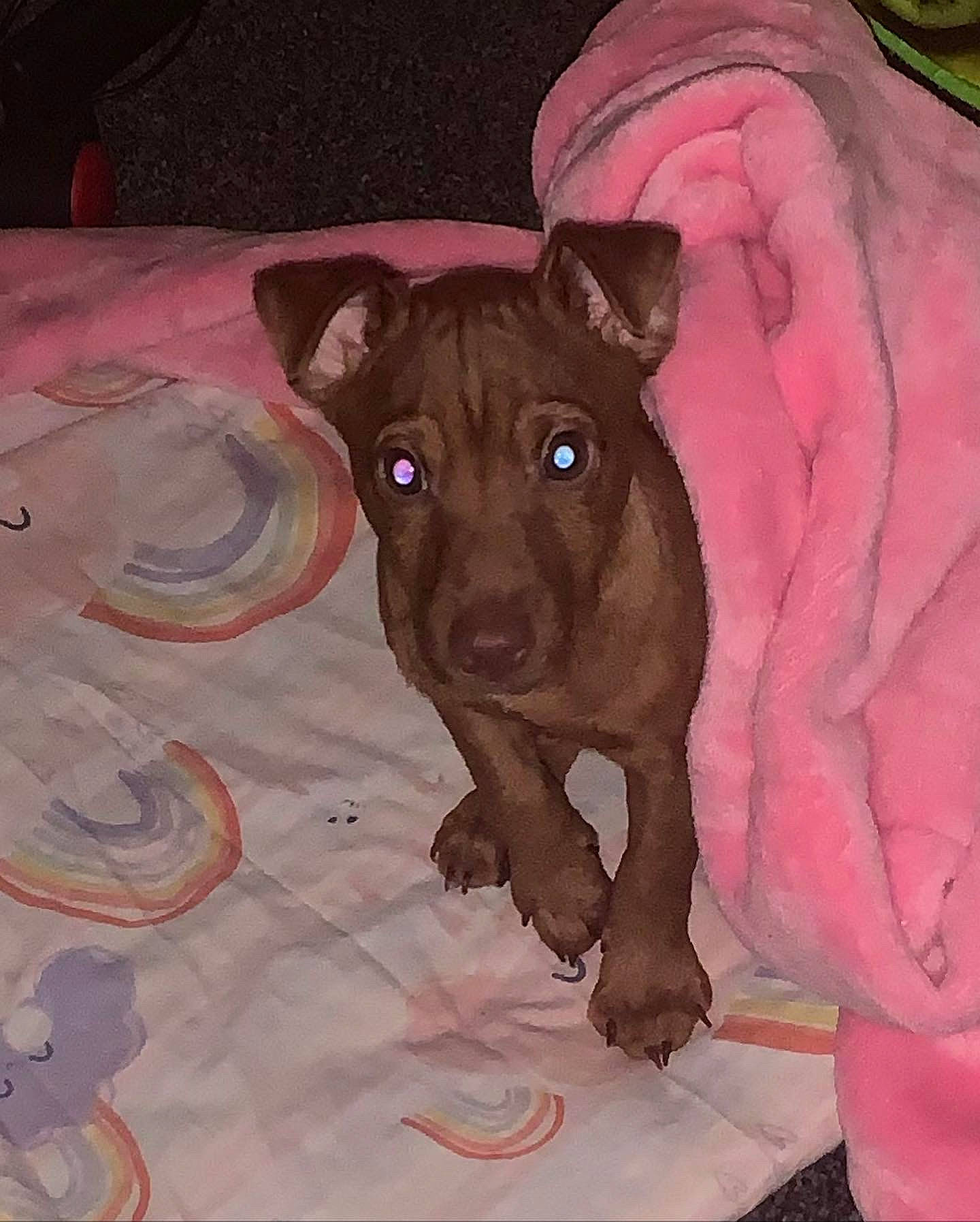 Cinnamon joined the competition — help win amazing prizes! art, carnivore, companion_dog, dog, dog_breed, dog_clothes, dog_supply, drawing, fawn, liver, magenta, painting, pattern, pet_supply, pink, sporting_group, terrestrial_animal, toy_dog, visual_arts, working_animal