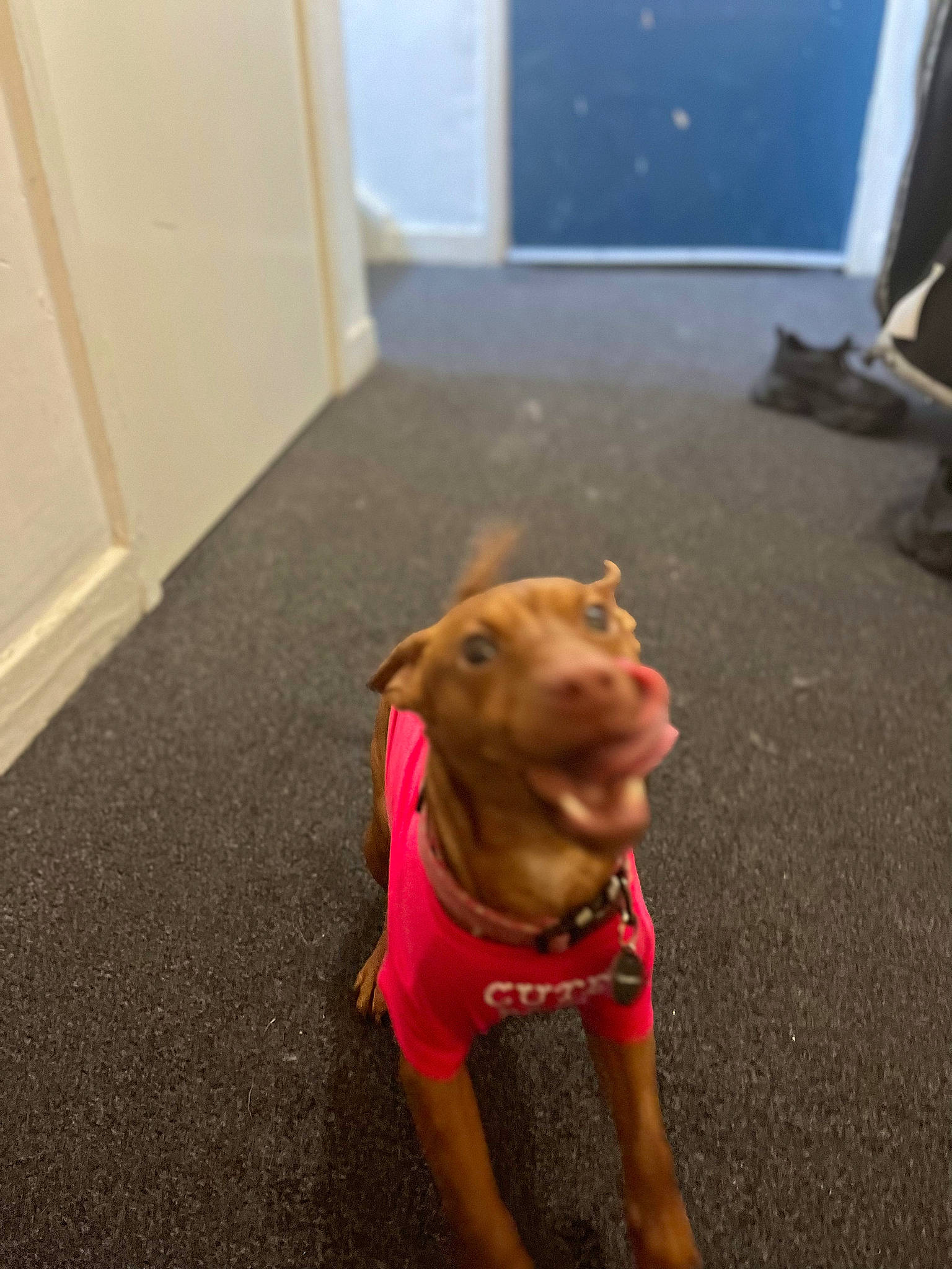 Cinnamon joined the competition — help win amazing prizes! carnivore, collar, companion_dog, dog, dog_breed, dog_clothes, dog_collar, dog_supply, door, fawn, floor, flooring, hardwood, liver, mammal, pet_supply, snout, tail, wood, working_animal