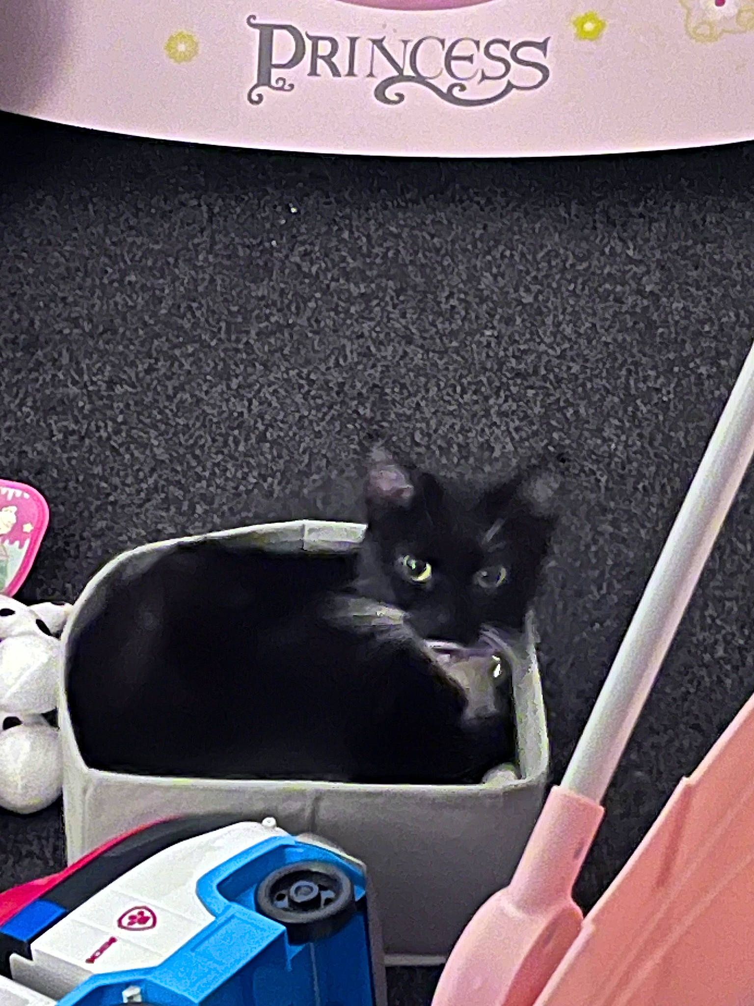 Prudence joined the competition — help win amazing prizes! automotive_design, automotive_exterior, carnivore, cat, domestic_short_haired_cat, electric_blue, electronic_device, felidae, font, gadget, mammal, motor_vehicle, plant, purple, small_to_medium_sized_cats, snapshot, tail, vehicle, vertebrate, whiskers