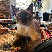 Sebastian joined the competition — help win amazing prizes! animal, brick_wall, cat, christmas_tree, closeup, cozy, cute, decorations, furniture, holiday, indoor, living_room, paw, pet, quilt, relaxing, remote_control, siamese_cat, table, window_blinds