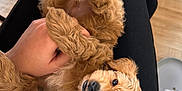 Ronnie is registered to the contest to win money with this photo: puppy, dog, brown_fur, pet, lap, hand, indoor, floor, toy, cozy, cute, animal, fur, looking_up, person, black_pants, white_shirt, relaxing, home, soft