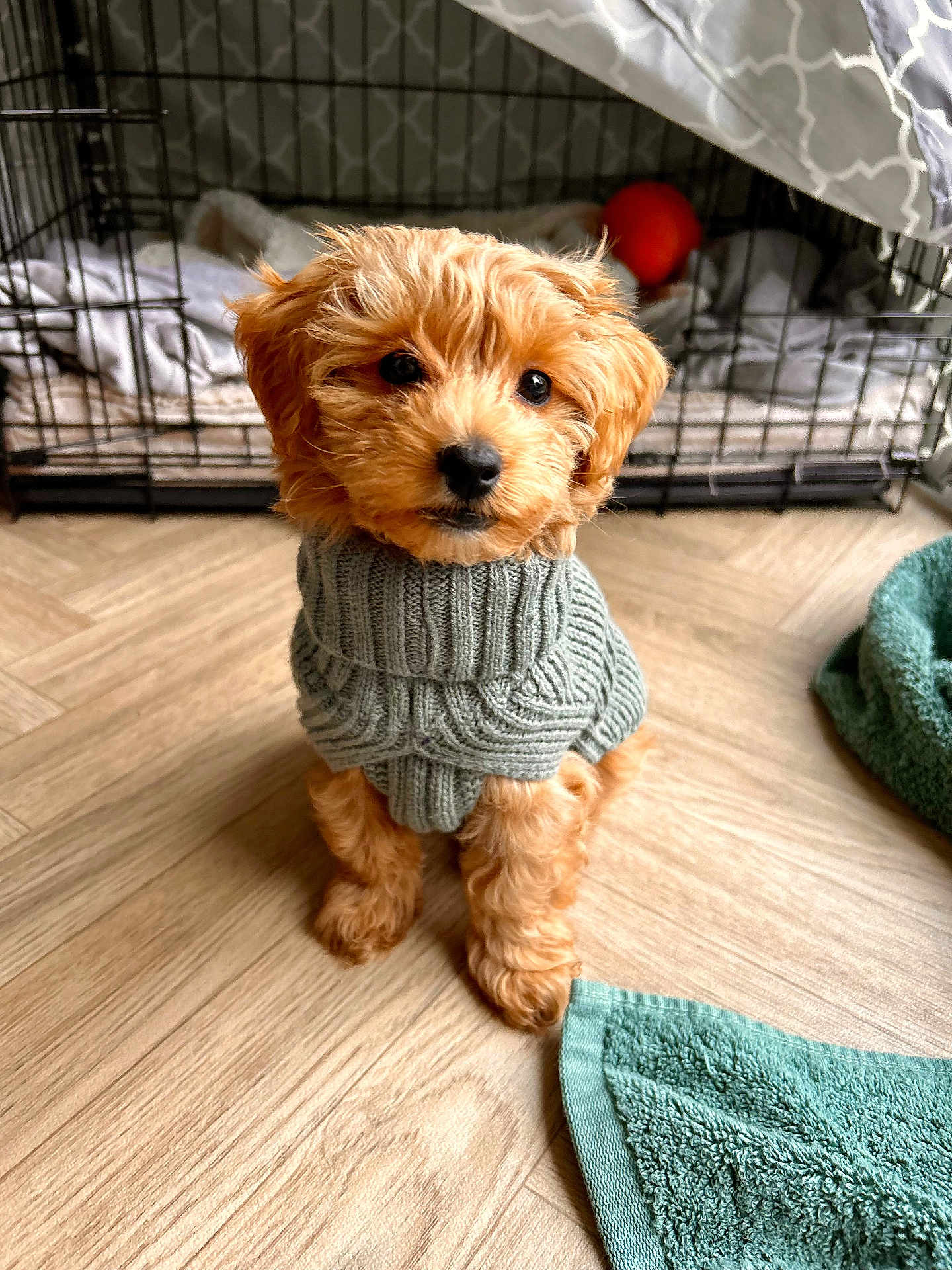 Ronnie is registered to the contest to win money with this photo: puppy, dog, pet, indoor, floor, wooden_floor, sweater, knitted_sweater, brown_fur, cute, adorable, crate, blanket, toy, orange_toy, fur, small_dog, looking_at_camera, cozy, household