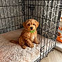 Ronnie is registered to the contest to win money with this photo: puppy, dog, crate, pet_bed, green_collar, curious, indoor, floor, plush, soft, carpet, wire_cage, patterned_fabric, brown_dog, young_dog, cute_pet, pet, animal, small_dog, fluffy