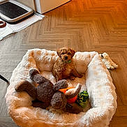 Ronnie is registered to the contest to win money with this photo: puppy, dog_bed, plush_toy, wooden_floor, indoor, pet, small_dog, furry, cute, cozy, home, brown_dog, toy_rabbit, toy_carrot, pet_bed, flooring, relaxing, domestic, animal, companion