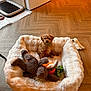 puppy, dog_bed, plush_toy, wooden_floor, indoor, pet, small_dog, furry, cute, cozy, home, brown_dog, toy_rabbit, toy_carrot, pet_bed, flooring, relaxing, domestic, animal, companion