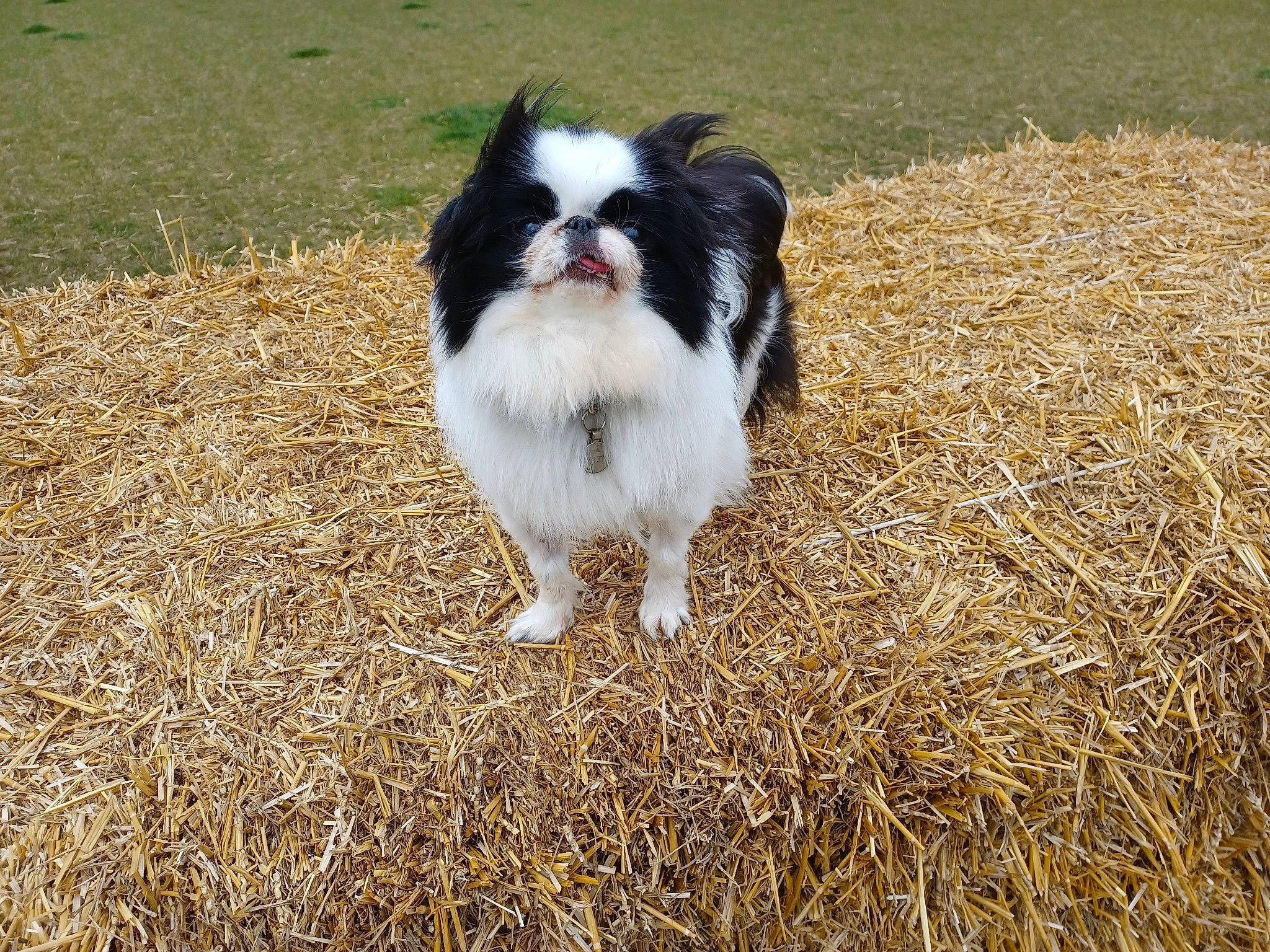 Sleepyhollow Winifred