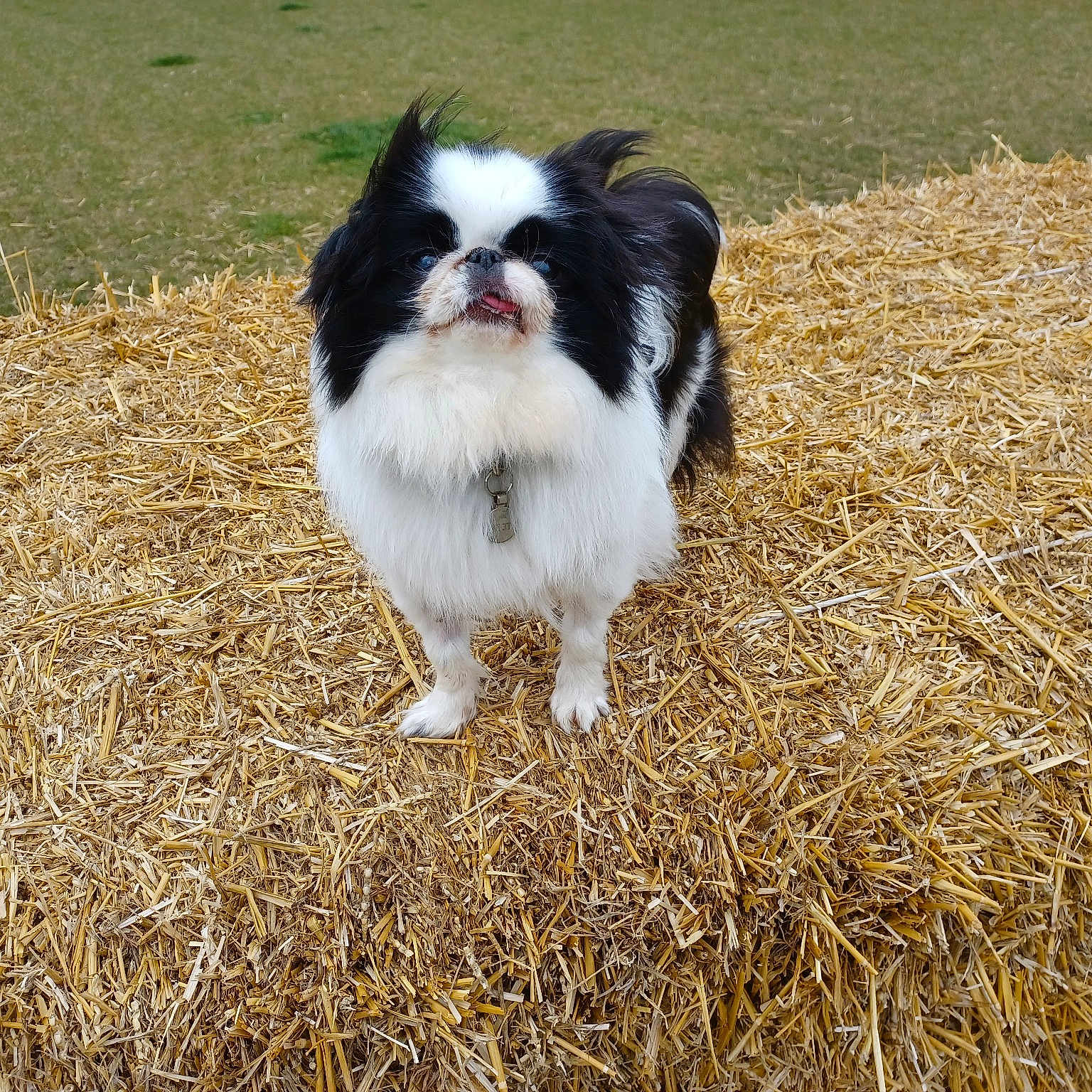 Sleepyhollow Winifred