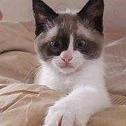 Satin a rejoint le concours — aidez-le/la à gagner de superbes lots ! kitten, cat, paw, bed, blanket, indoor, pet, animal, cute, feline, white_fur, dark_ears, face, curious, young, whiskers, claws, resting, closeup, domestic_cat