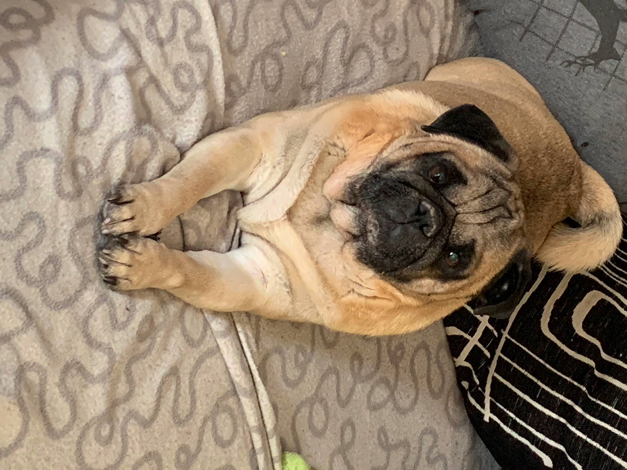 Mojito a rejoint le concours — aidez-le/la à gagner de superbes lots ! canidae, carnivore, comfort, companion_dog, dog, dog_breed, fawn, flooring, foot, nap, ori_pei, pug, snout, sporting_group, terrestrial_animal, toy_dog, tree, wood, working_animal, wrinkle