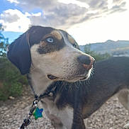 Véga a rejoint le concours — aidez-le/la à gagner de superbes lots ! dog, animal, outdoor, collar, leash, path, sky, clouds, nature, star_tag, blue_eyes, fur, muzzle, ears, snout, walking, pet, mountain, scenery, daylight