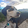 dog, animal, outdoor, collar, leash, path, sky, clouds, nature, star_tag, blue_eyes, fur, muzzle, ears, snout, walking, pet, mountain, scenery, daylight