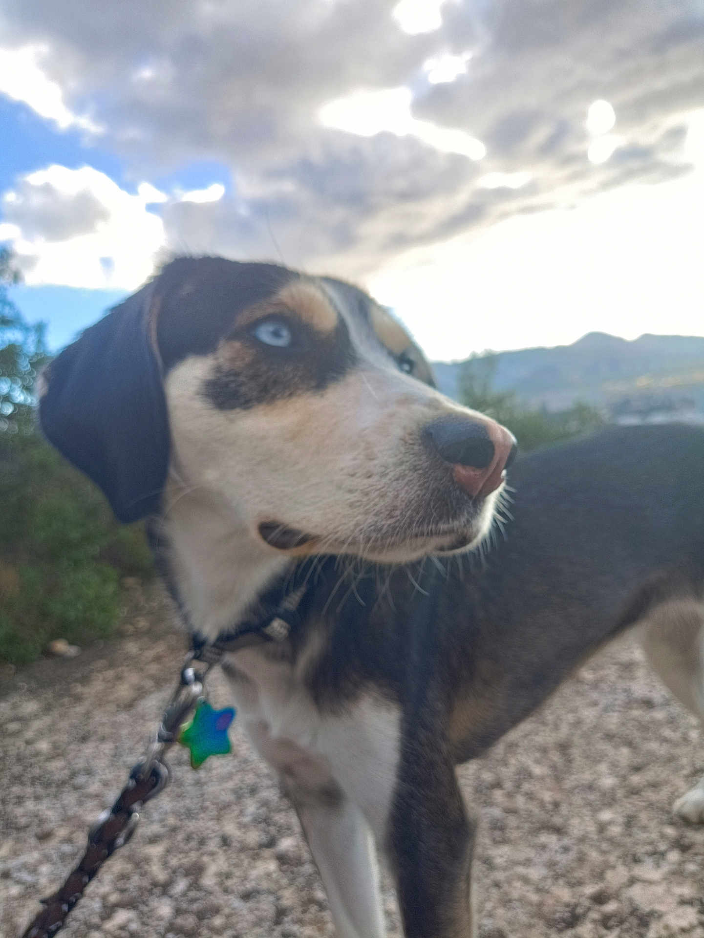 Véga a rejoint le concours — aidez-le/la à gagner de superbes lots ! dog, animal, outdoor, collar, leash, path, sky, clouds, nature, star_tag, blue_eyes, fur, muzzle, ears, snout, walking, pet, mountain, scenery, daylight