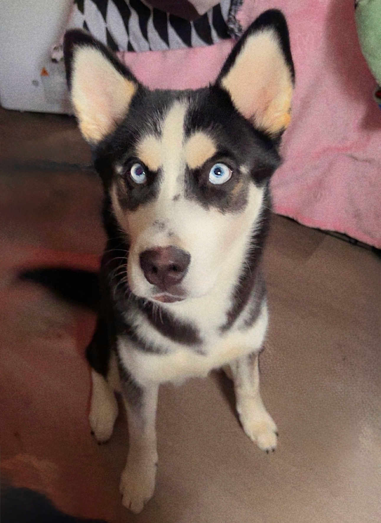 Loki joined the competition — help win amazing prizes! dog, siberian_husky, blue_eyes, indoor, pet, animal, fur, ears, sitting, alert, canine, companion, cute, portrait, mammal, domestic, looking_up, black_and_white, floor, blanket