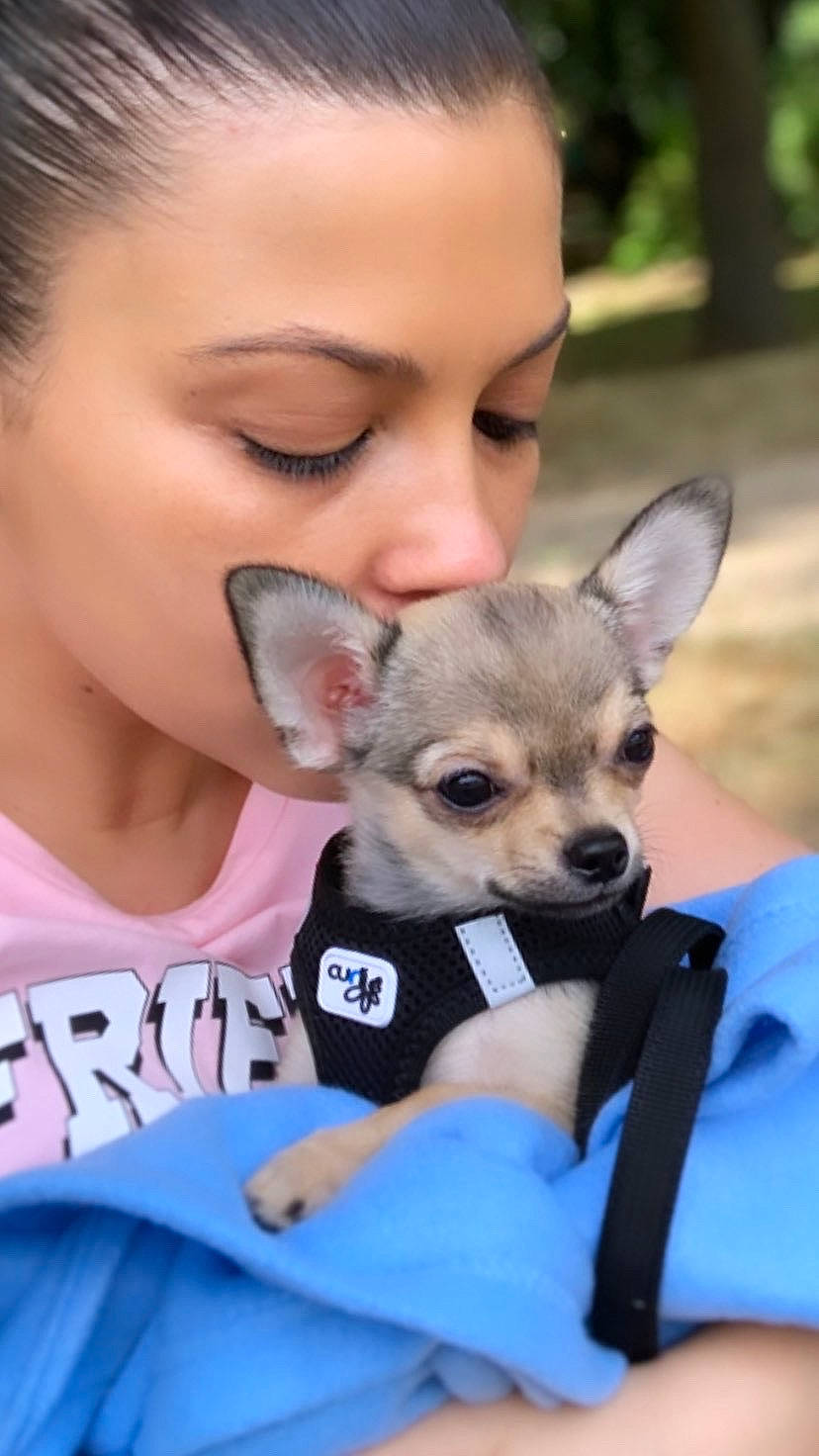 Slash participe au concours pour gagner de l'argent avec cette photo : canidae, carnivore, chihuahua, companion_dog, corgi_chihuahua, dog, dog_breed, ear, fawn, mammal, nose, puppy, puppy_love, rare_breed_dog, skin, snout, toy_dog, vertebrate, whiskers