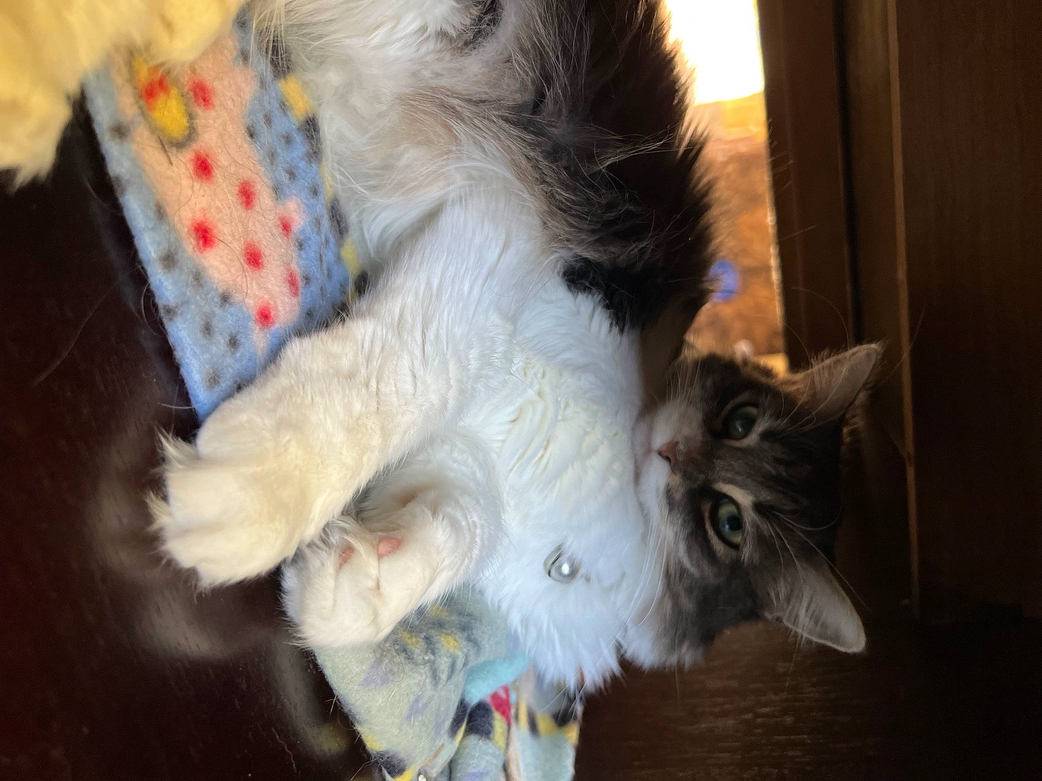 Annabelle is registered to the contest to win money with this photo: canidae, carnivore, cat, claw, companion_dog, domestic_short_haired_cat, eye, fawn, felidae, fur, house, paw, small_to_medium_sized_cats, snout, tail, whiskers, window