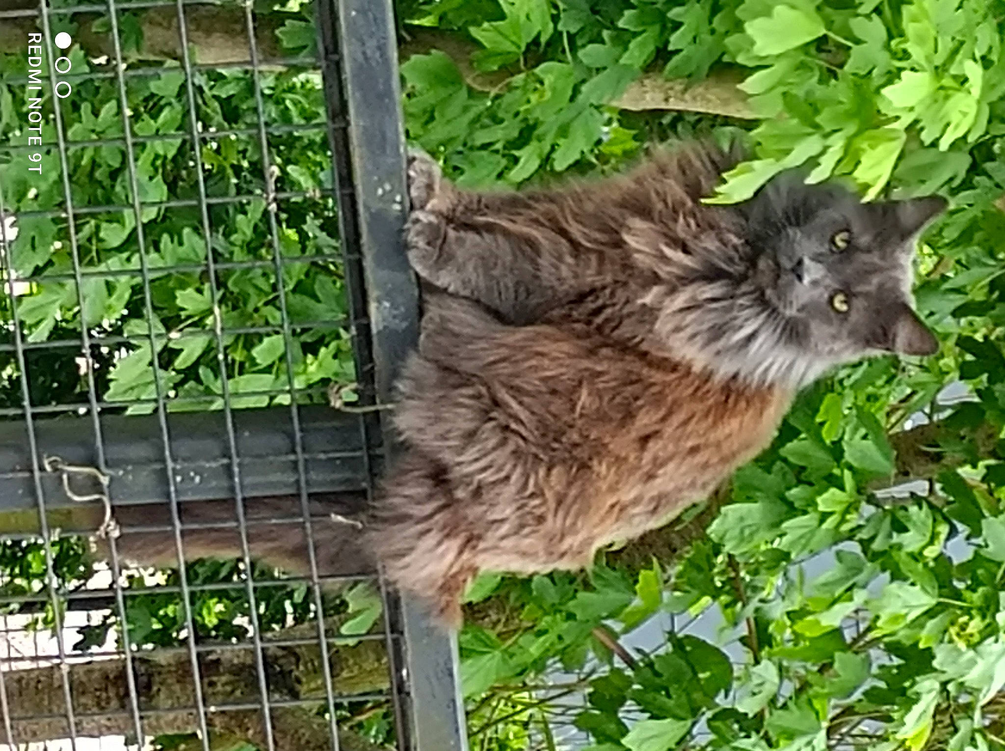 Nestia a rejoint le concours — aidez-le/la à gagner de superbes lots ! british_longhair, carnivore, cat, domestic_short_haired_cat, fawn, felidae, fence, fur, grass, groundcover, lynx, mesh, plant, small_to_medium_sized_cats, snout, tail, terrestrial_animal, vertebrate, whiskers, wildlife