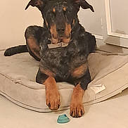 Roxy participe au concours pour gagner de l'argent avec cette photo : dog, dog_bed, toy, indoor, floor, calm, relaxed, pet, canine, collar, brown_paws, black_fur, tan_markings, lying_down, home, furniture, quiet, domestic_animal, animal, resting