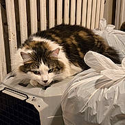Lefty joined the competition — help win amazing prizes! cat, fluffy, pet_carrier, garbage_bags, radiator, shoes, shoe_rack, indoor, domestic, feline, white, brown, black, resting, curious, clutter, household, fur, ears, animal