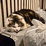 cat, fluffy, pet_carrier, garbage_bags, radiator, shoes, shoe_rack, indoor, domestic, feline, white, brown, black, resting, curious, clutter, household, fur, ears, animal