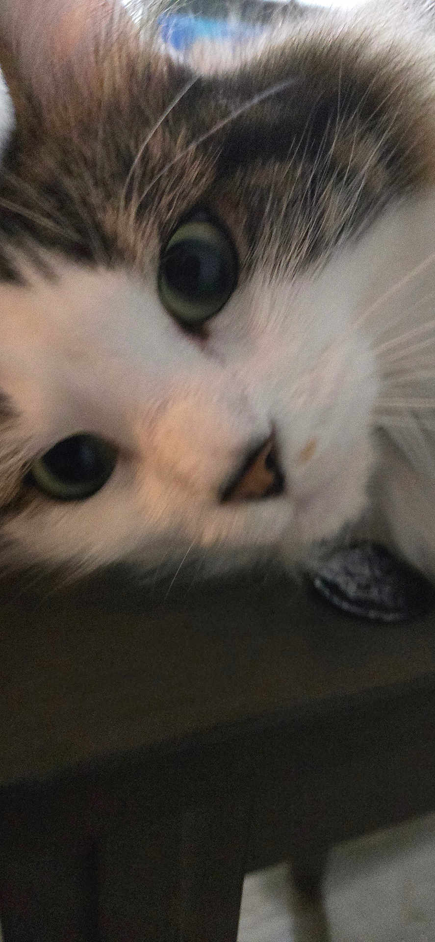 Lefty joined the competition — help win amazing prizes! cat, close_up, face, whiskers, green_eyes, curious, pet, animal, feline, fur, nose, indoor, resting, blur, soft_light, muzzle, cute, portrait, tabby, domestic_cat