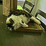 Lefty joined the competition — help win amazing prizes! cat, table, pizza_box, paper_bag, scissors, chair, window, greenery, indoor, fur, relaxing, pet, domestic_animal, sleeping, household, daylight, wood_floor, furniture, cozy, resting