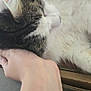 Lefty is registered to the contest to win money with this photo: cat, fluffy, close_up, pet, hand, fur, domestic_animal, relaxing, comfort, indoor, animal, whiskers, sleepy, tabby, white_fur, friendly, companion, cute, gentle, affection