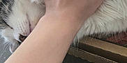 Lefty joined the competition — help win amazing prizes! cat, hand, petting, fluffy, scissors, resting, fur, closeup, indoor, table, relaxation, domestic, animal, comfort, white, striped, cute, peaceful, human, fingers