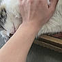 cat, hand, petting, fluffy, scissors, resting, fur, closeup, indoor, table, relaxation, domestic, animal, comfort, white, striped, cute, peaceful, human, fingers