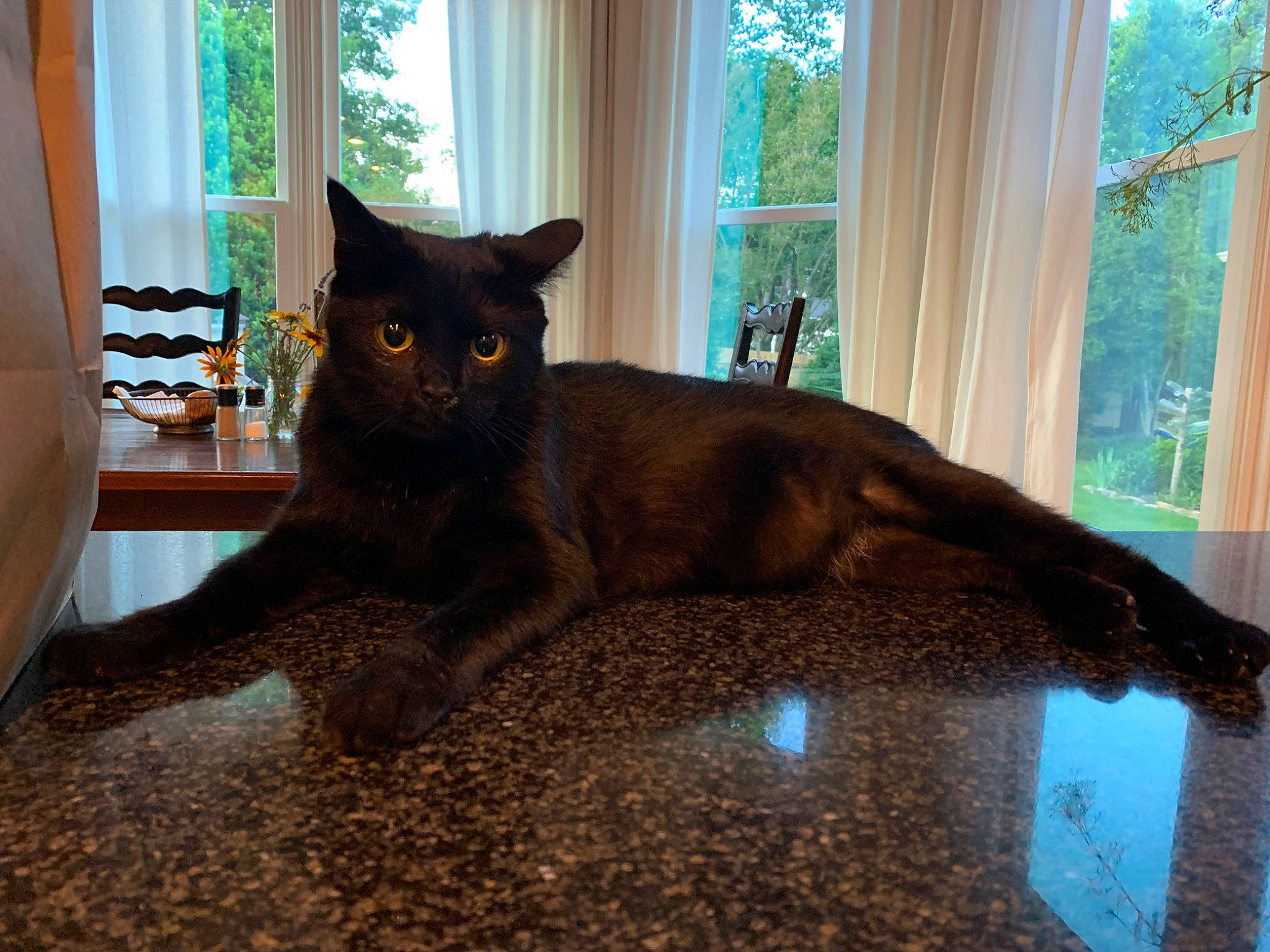 Frodo is registered to the contest to win money with this photo: black_cat, brown, carnivore, cat, comfort, curtain, domestic_short_haired_cat, felidae, flooring, fur, hardwood, plant, shade, small_to_medium_sized_cats, tail, tree, whiskers, window, window_treatment, wood