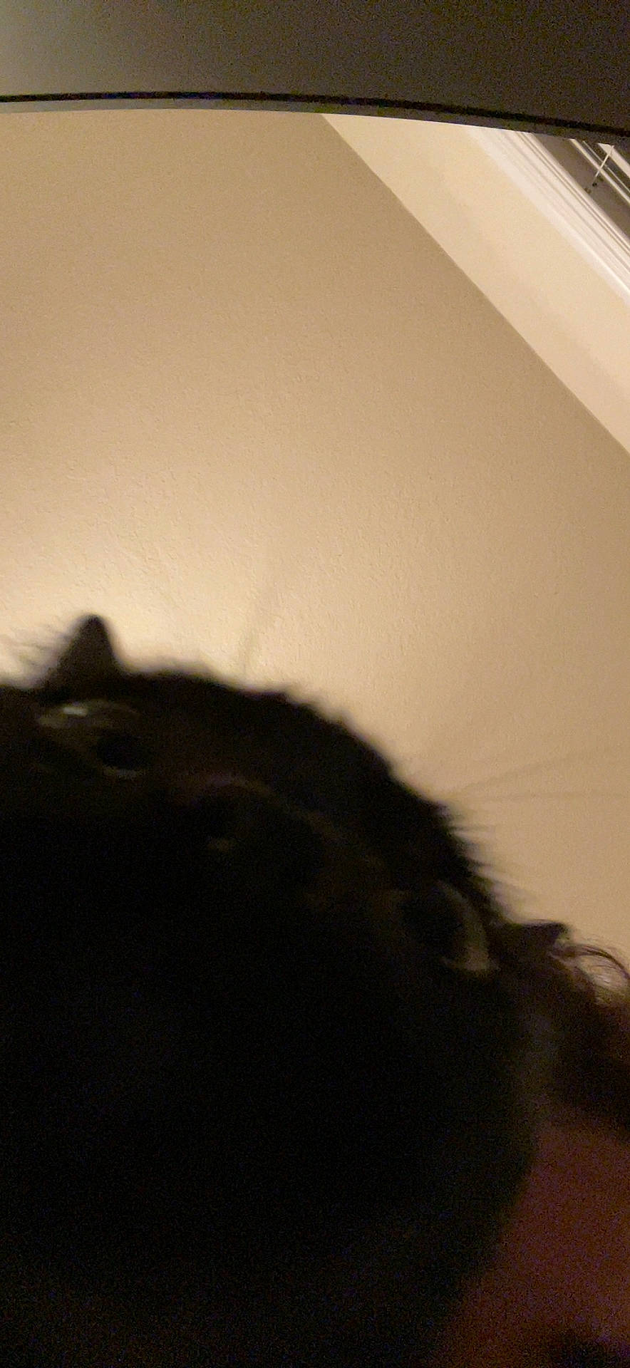 Frodo joined the competition — help win amazing prizes! canidae, carnivore, cat, darkness, dog_breed, eyelash, felidae, fur, meteorological_phenomenon, monochrome, monochrome_photography, shadow, small_to_medium_sized_cats, snout, sporting_group, tail, terrestrial_animal, tints_and_shades, whiskers, wood