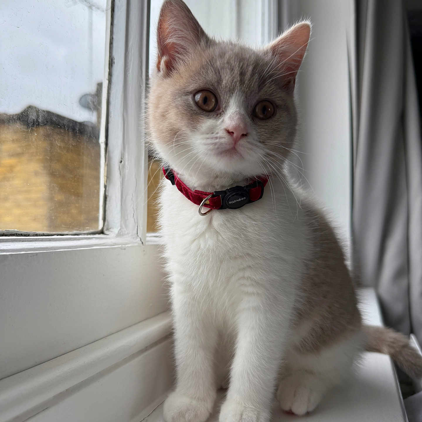 Pinot joined the competition — help win amazing prizes! animal, cat, collar, curious, cute, domestic, feline, fur, gray, indoor, kitten, natural_light, pet, portrait, sitting, soft, white, window, windowsill, young