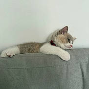 Pinot is registered to the contest to win money with this photo: cat, kitten, pet, feline, collar, gray_couch, relaxed, indoor, white_wall, cute, sleepy, fur, paw, resting, animal, small, domestic_animal, cozy, side_view, young