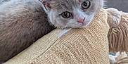 Pinot is registered to the contest to win money with this photo: kitten, cat, animal, pet, feline, gray_fur, pillow, cozy, indoor, plaid_blanket, fur, young, cute, resting, curious, ears, whiskers, soft_texture, home, furniture