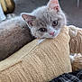 kitten, cat, animal, pet, feline, gray_fur, pillow, cozy, indoor, plaid_blanket, fur, young, cute, resting, curious, ears, whiskers, soft_texture, home, furniture