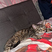 Callum Glascock joined the competition — help win amazing prizes! cat, tabby_cat, feline, pet, animal, indoor, couch, blanket, patterned_wall, geometric_pattern, relaxed, stretching, paw, fur, whiskers, ear, resting, cozy, home, domestic