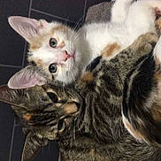 Sketch is registered to the contest to win money with this photo: cat, cats, calico_cat, tabby_cat, pets, snuggling, fur, whiskers, ears, eyes, floor, towel, close_up, animal, cute, domestic_animal, mammal, companions, resting, indoor