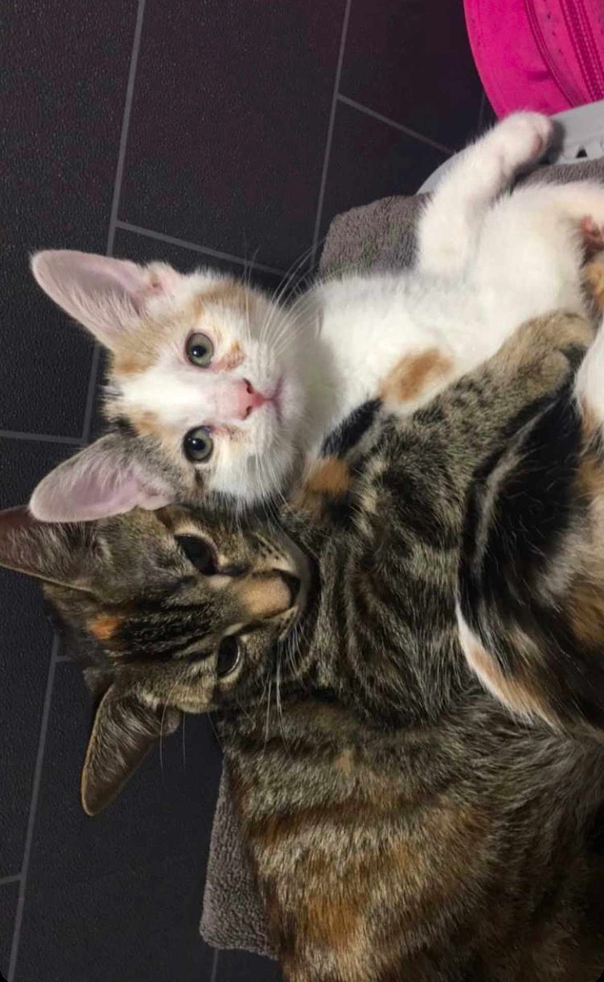 Sketch is registered to the contest to win money with this photo: cat, cats, calico_cat, tabby_cat, pets, snuggling, fur, whiskers, ears, eyes, floor, towel, close_up, animal, cute, domestic_animal, mammal, companions, resting, indoor
