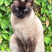 Mimi a rejoint le concours — aidez-le/la à gagner de superbes lots ! animal, cat, kitten, pet, siamese