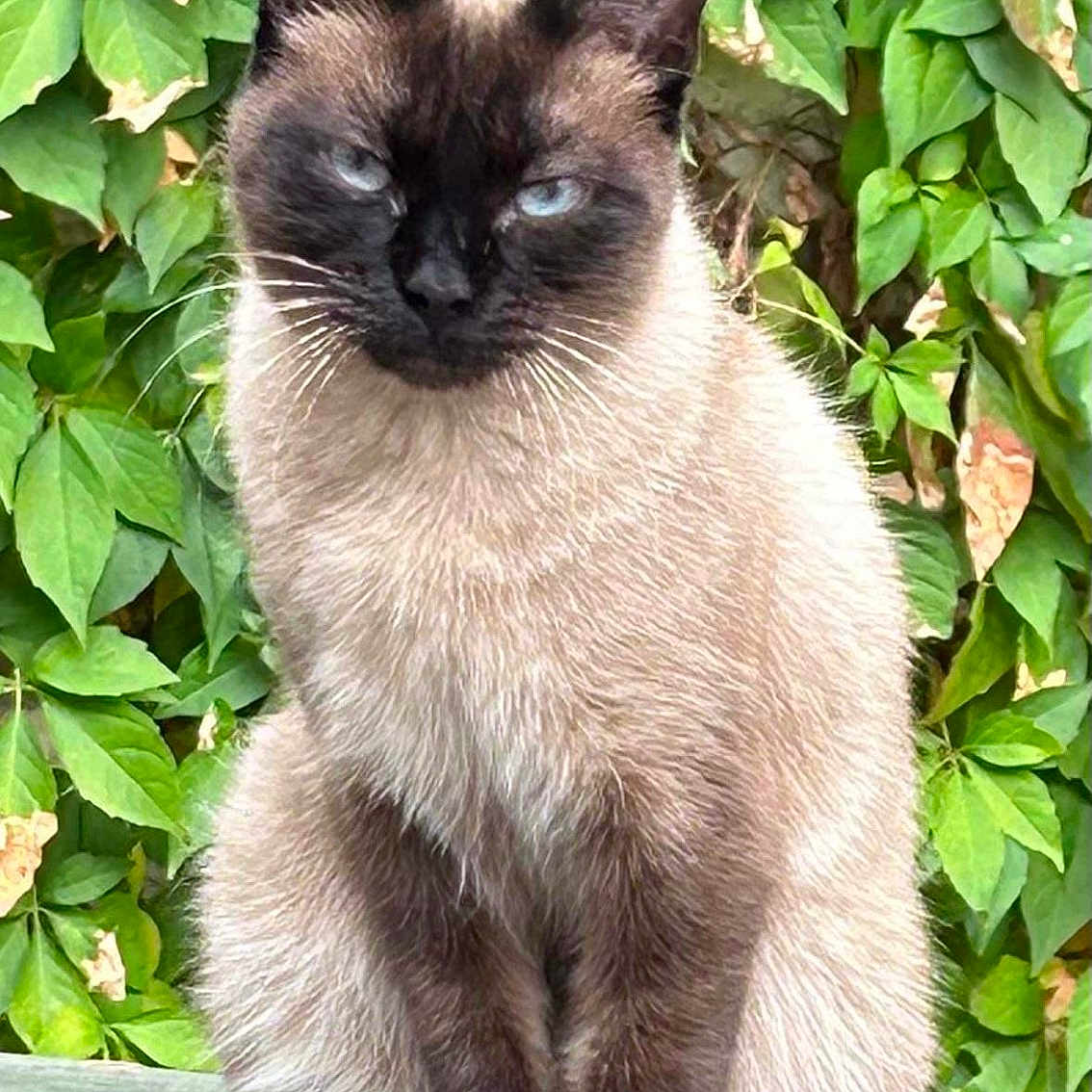 Mimi