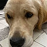 dog, golden_retriever, close_up, pet, animal, fur, nose, face, sleepy, relaxed, indoors, floor, tile, muzzle, whiskers, canine, laying_down, domestic_animal, companion, portrait