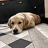 dog, golden_retriever, puppy, floor, tile, kitchen, cabinet, black_cabinet, indoor, pet, laying_down, animal, fur, cute, resting, young_dog, head_down, domestic, calm, floor_pattern