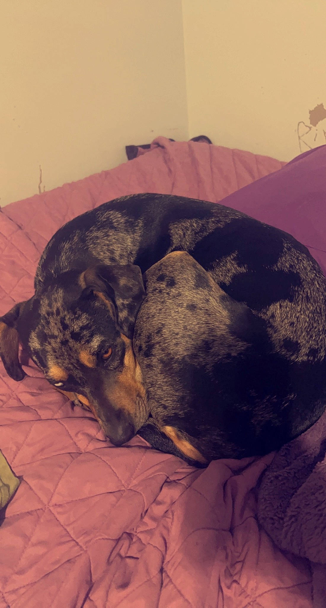 Luna is registered to the contest to win money with this photo: australian_cattle_dog, canidae, carnivore, comfort, companion_dog, dog, dog_breed, fawn, felidae, fur, guard_dog, landscape, paw, small_to_medium_sized_cats, snout, sporting_group, tail, terrestrial_animal, whiskers, working_animal