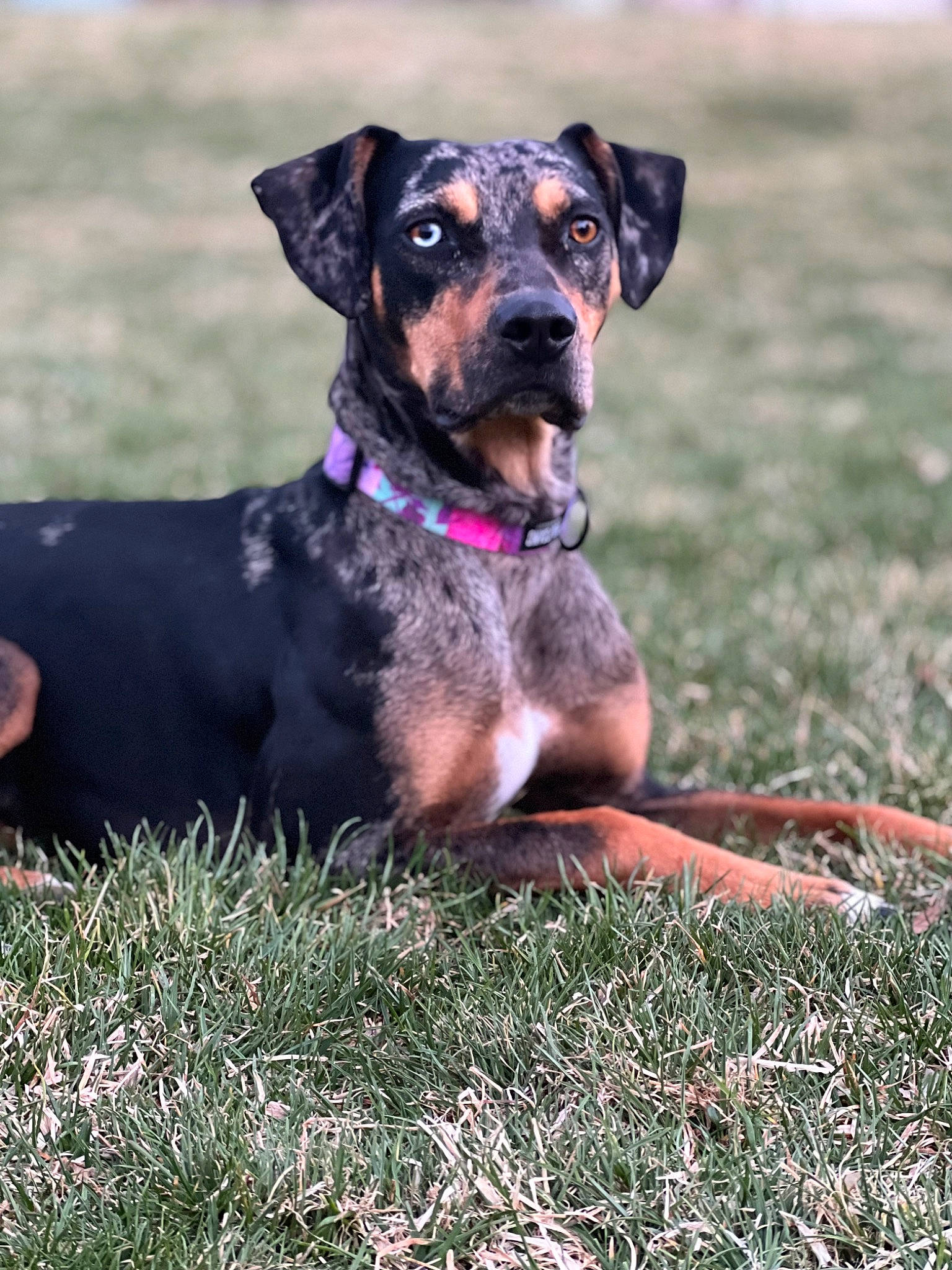 Luna is registered to the contest to win money with this photo: canidae, carnivore, collar, companion_dog, dog, dog_breed, dog_collar, dog_supply, grass, guard_dog, hound, hunting_dog, molosser, plant, rottweiler, sporting_group, terrestrial_animal, tree, working_animal, working_dog