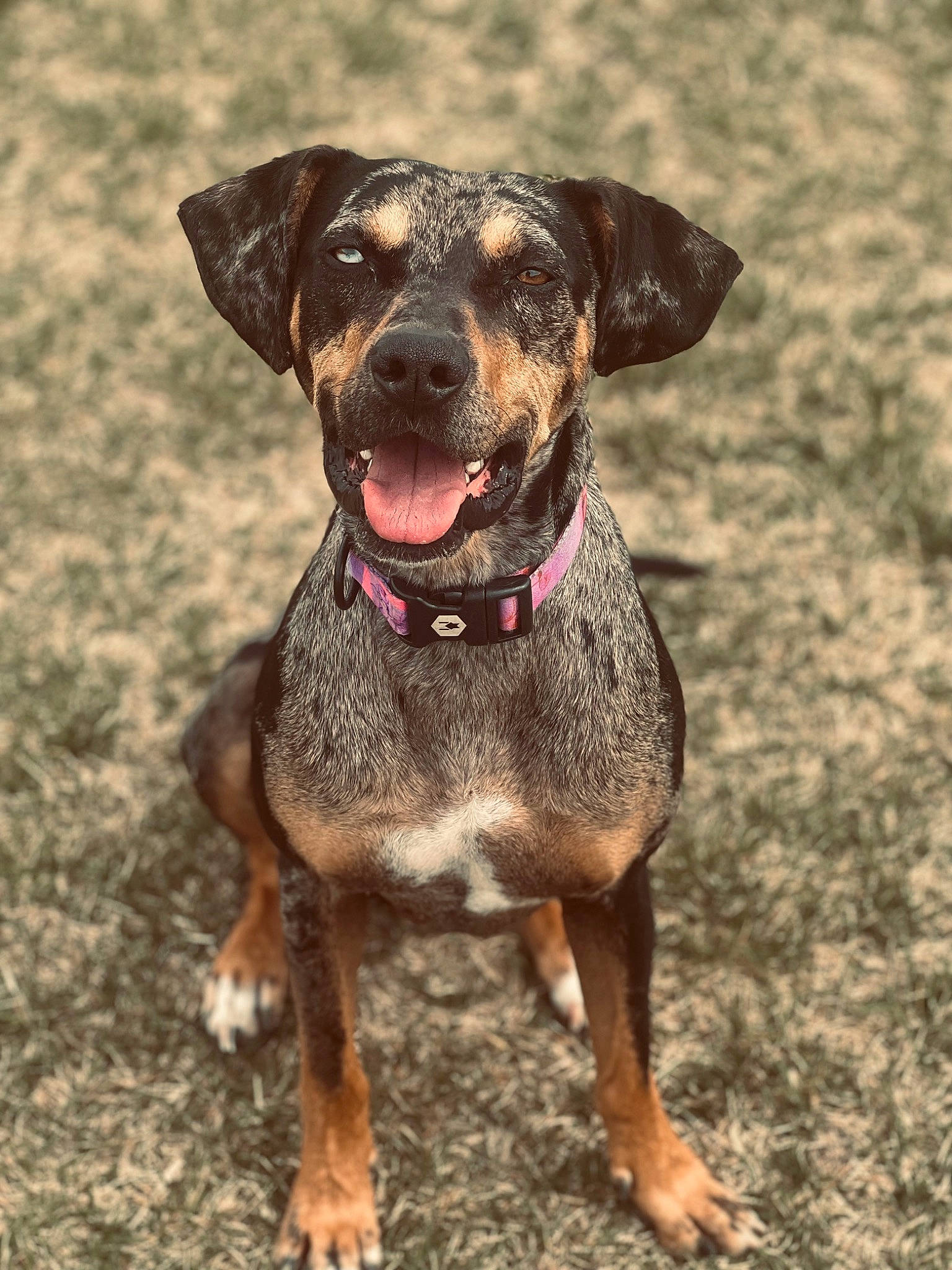 Luna is registered to the contest to win money with this photo: canidae, carnivore, collar, companion_dog, dog, dog_breed, dog_collar, fawn, fur, grass, guard_dog, gun_dog, hunting_dog, liver, plant, snout, sporting_group, terrestrial_animal, working_animal, working_dog