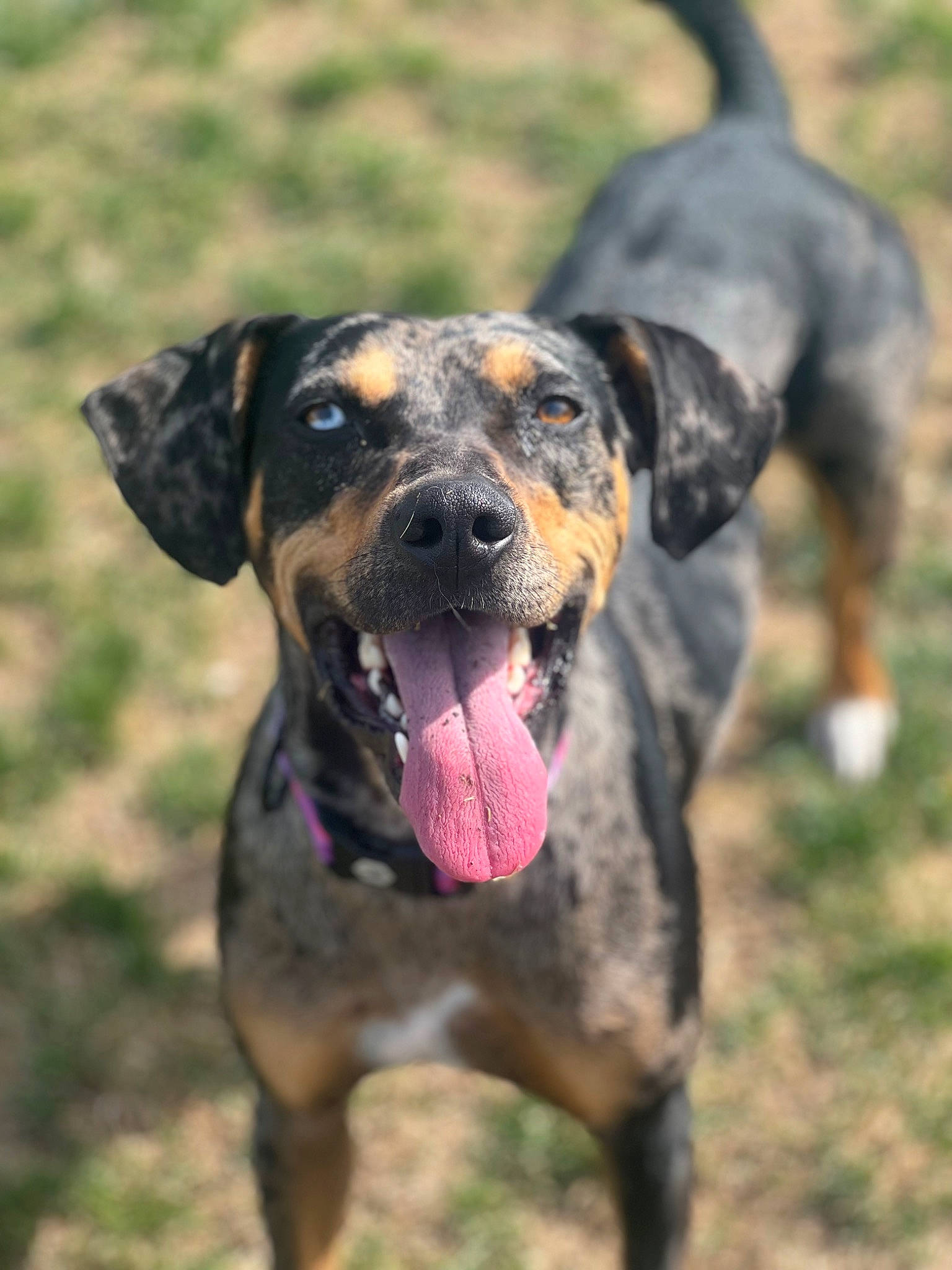Luna joined the competition — help win amazing prizes! ball, biting, canidae, carnivore, collar, dobermann, dog, dog_breed, fawn, grass, guard_dog, hunting_dog, plant, snout, sporting_group, terrestrial_animal, working_animal, working_dog