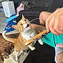 Pickles is registered to the contest to win money with this photo: cat, orange_cat, white_cat, indoor, person, guitar, musical_instrument, couch, black_couch, carpet, floor, hand, paw, pet, animal, fur, playing, expression, home, furniture