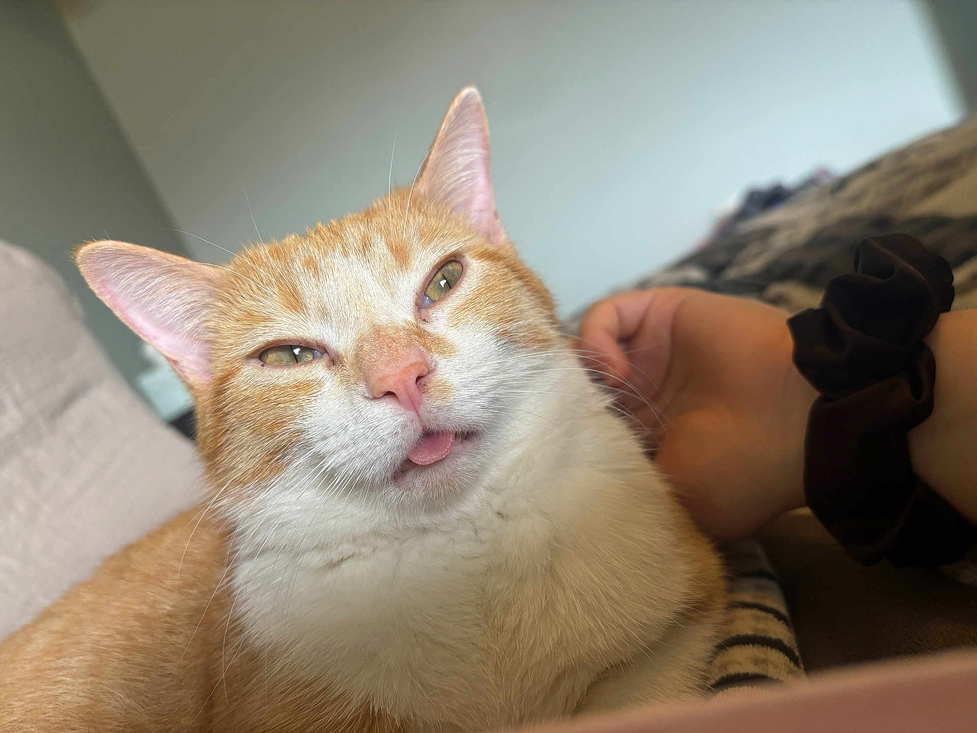 Pickles is registered to the contest to win money with this photo: cat, orange_cat, white_fur, close_up, pet, sleepy, tongue_out, whiskers, ear, nose, person_hand, scrunchie, black_scrunchie, bed, blanket, indoor, cute, fur, relaxed, animal