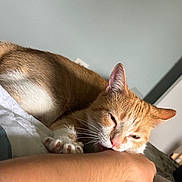 Pickles is registered to the contest to win money with this photo: cat, orange_cat, white_cat, pet, animal, sleepy, bed, human_arm, indoor, relaxed, feline, paw, whiskers, close_up, cute, domestic_animal, resting, nibble, cozy, companion
