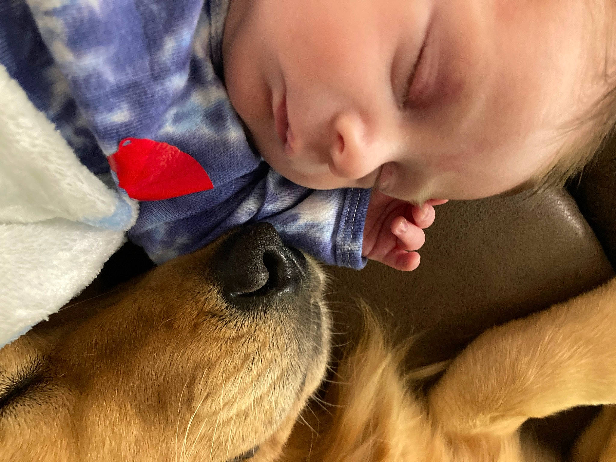 Ash joined the competition — help win amazing prizes! baby, carnivore, comfort, companion_dog, dog, dog_breed, ear, eyelash, fawn, fur, gesture, happy, mammal, nose, person, skin, snout, sporting_group, toddler, whiskers